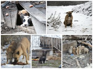 Stray Rescue of St Louis collage 2